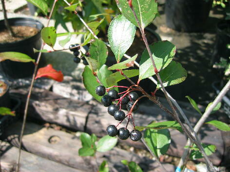 AjA@ϼޯ@