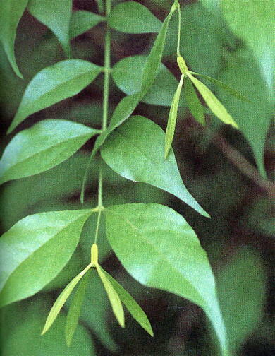 �c�N�o�l��