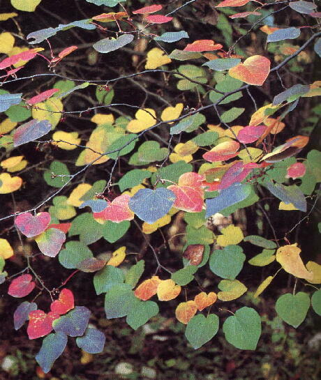 �}���o�m�L