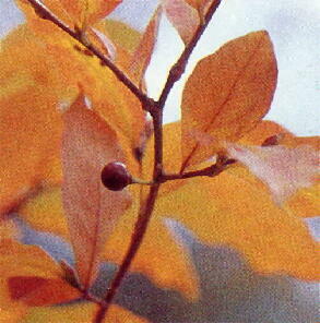 ���}�R�E�o�V