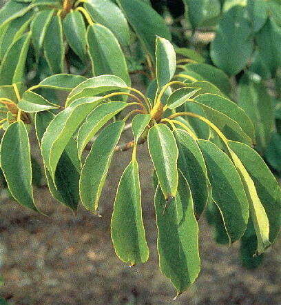 ���}�O���}